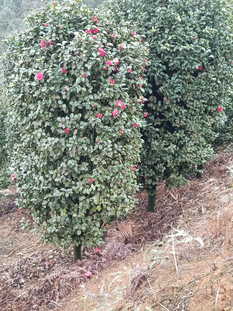 茶花，耐寒耐热，花期长，花朵多，色彩鲜艳