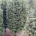 茶花，耐寒耐热，花期长，花朵多，色彩鲜艳