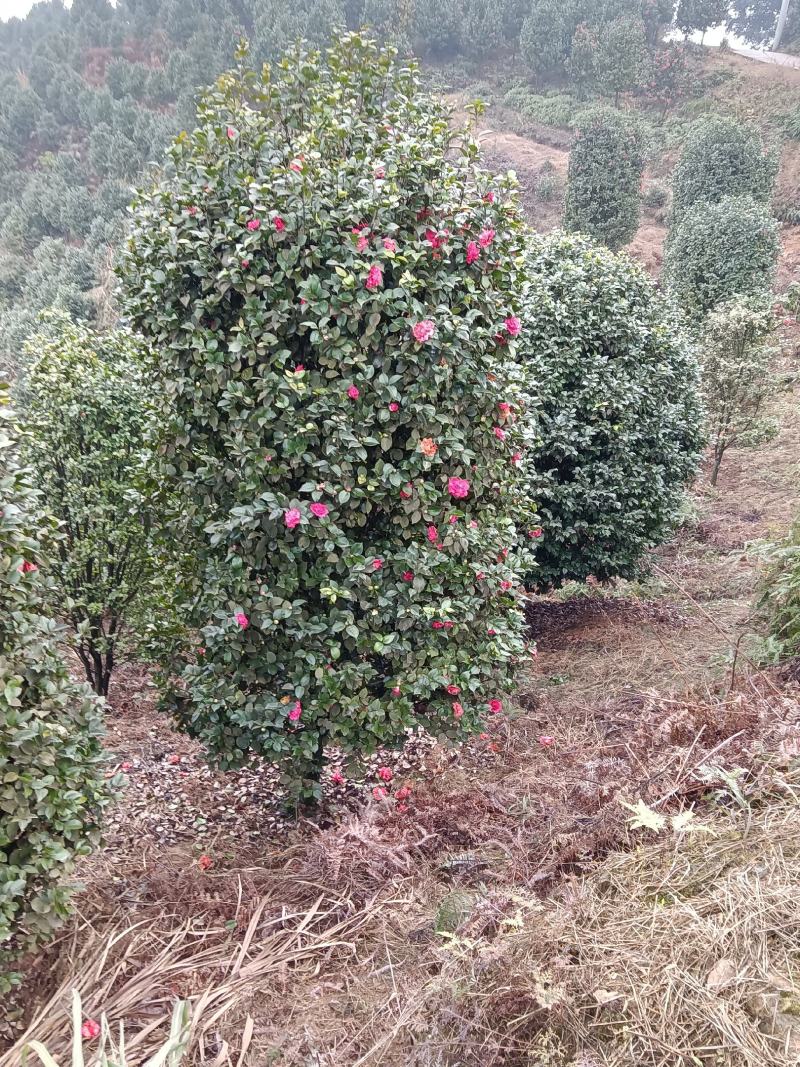茶花，耐寒耐热，花期长，花朵多，色彩鲜艳