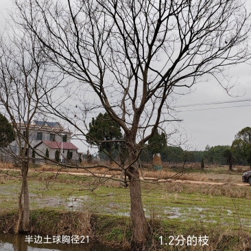 精品乌桕20公分至48公分