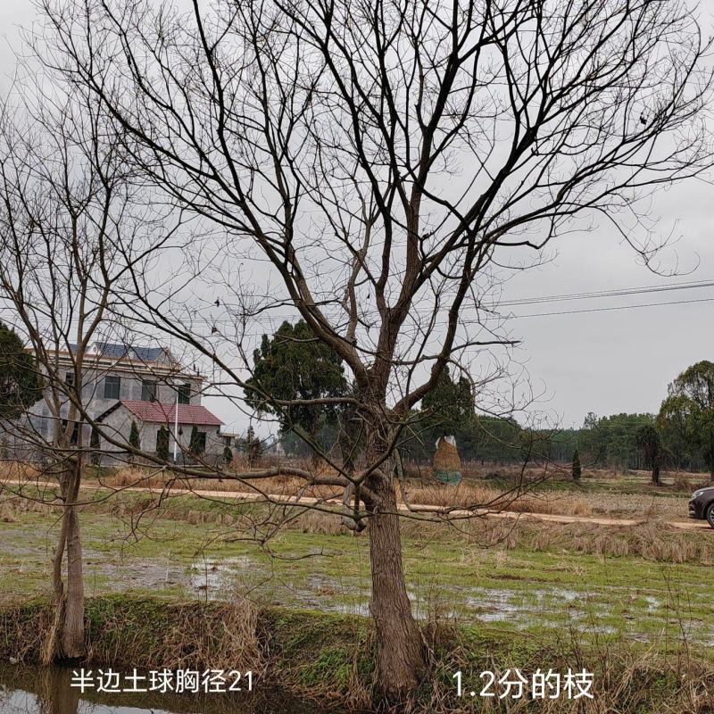 精品乌桕20公分至48公分