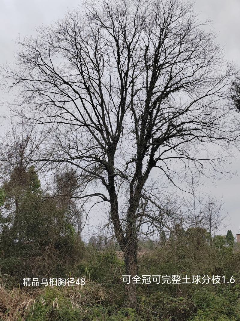 精品乌桕20公分至48公分