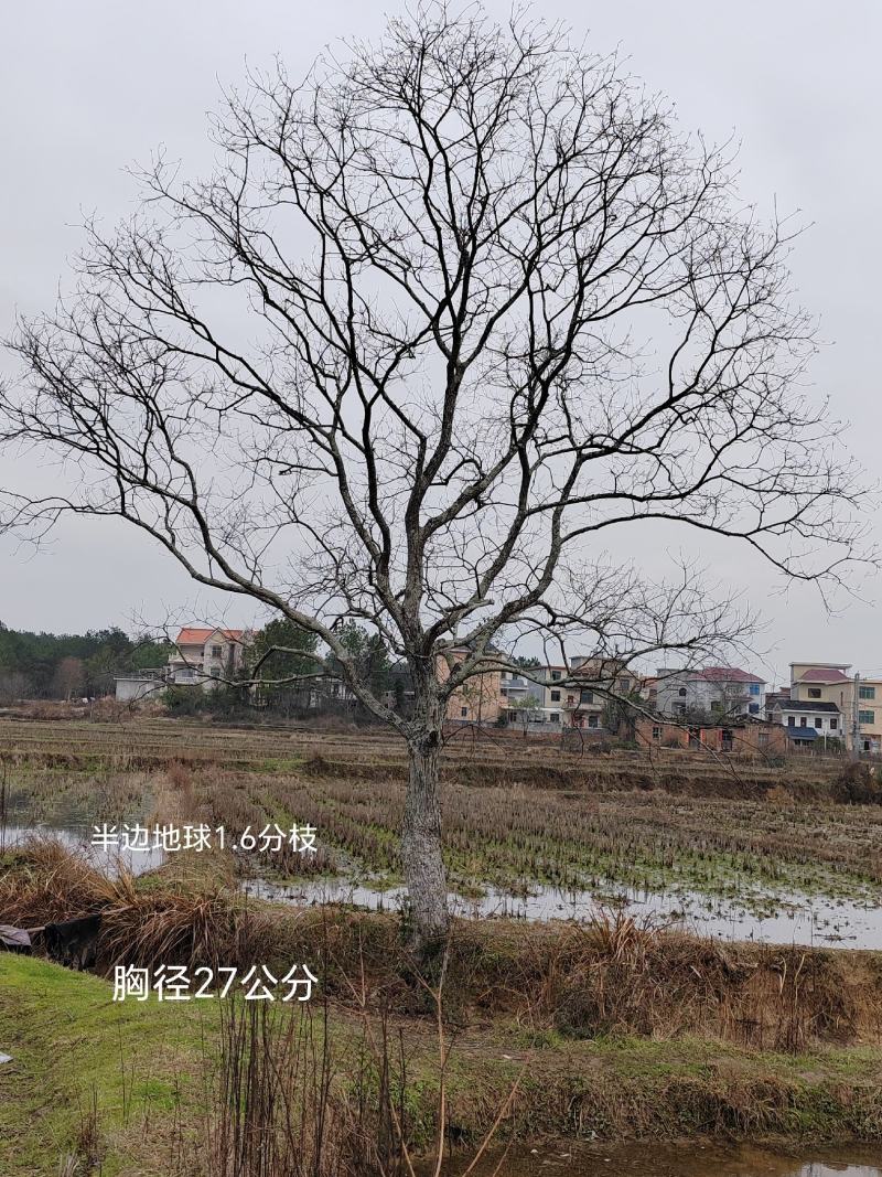 精品乌桕20公分至48公分