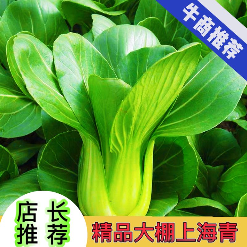 常年供应青菜上海青，全国发货，品质保证，量大从优