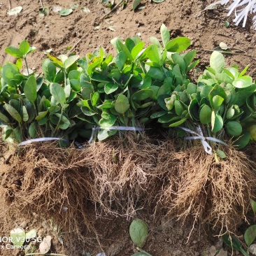 胶东卫矛小苗