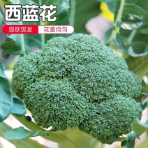 西兰花西兰苔西蓝花西南花保质保量欢迎订购