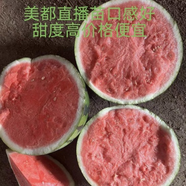 美都直播苗西瓜，杨超峰果蔬代收代发团队欢迎全国客商