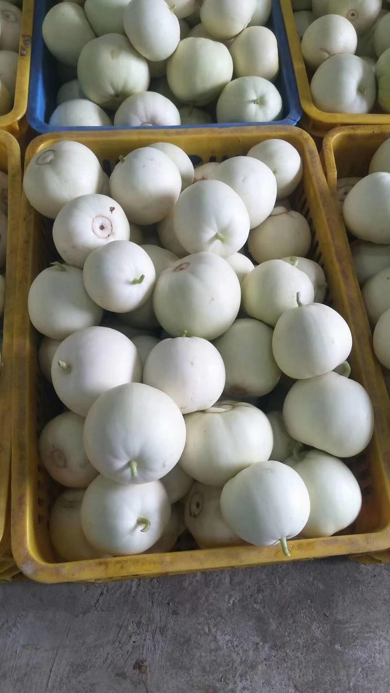 白玉甜瓜种子中田香妃甜瓜种子，结瓜多，产量高，超甜爽