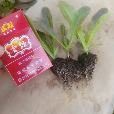 正宗云南昆明嵩明县红尖叶莴笋苗量大实惠，快来选购