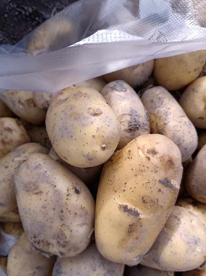 广西沃土五号土豆黄皮黄心土豆产地一手货源全国发货