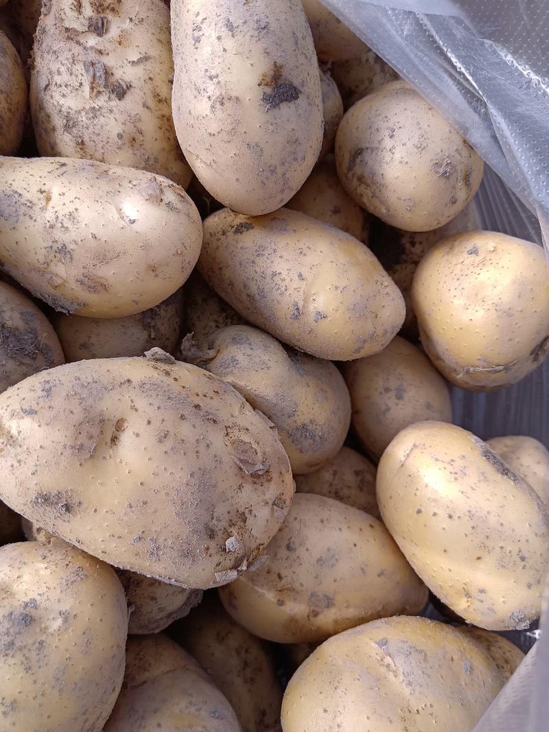 广西沃土五号土豆黄皮黄心土豆产地一手货源全国发货