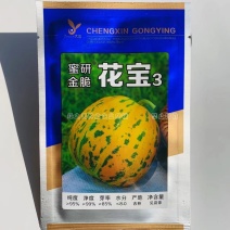 原装蜜研金脆花宝3甜瓜种子高糖绿肉青顶，底色金黄香瓜种子