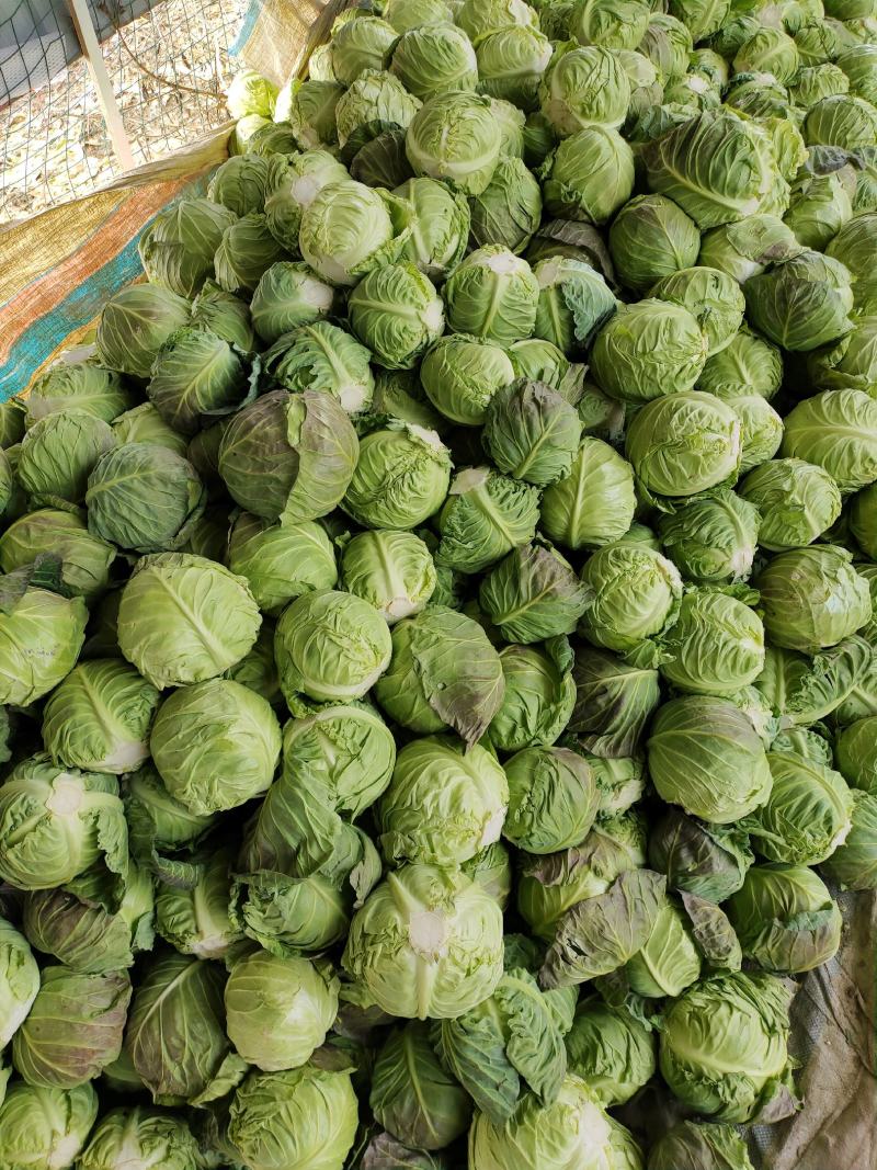 《热卖》精品甘蓝产地直销供应各大市场，欢迎采购