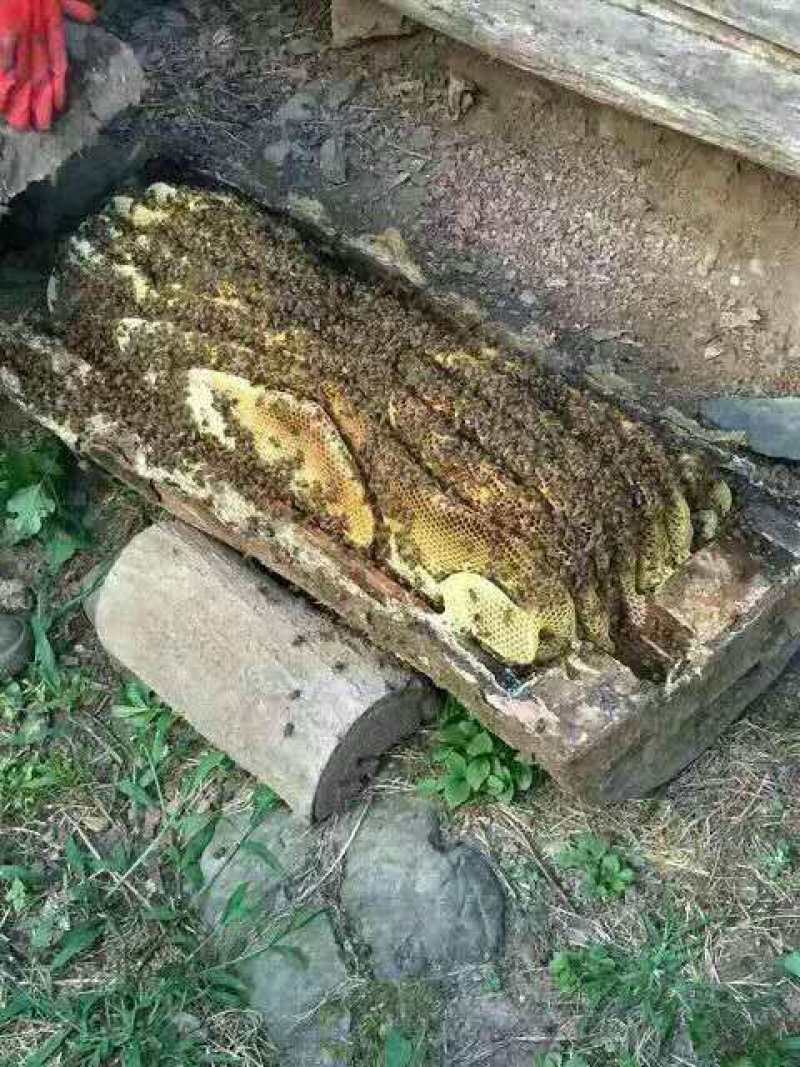 深山土蜂蜜