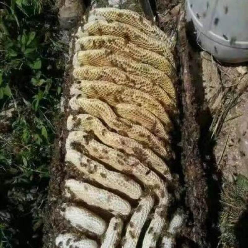 深山土蜂蜜