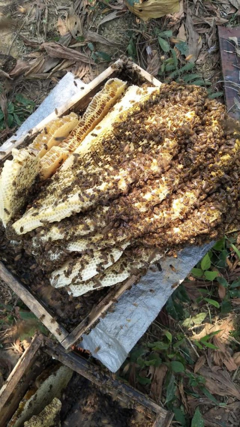 深山土蜂蜜