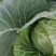 包菜甘蓝扁包江苏产区货源充足专业代办供货无忧欢迎联系