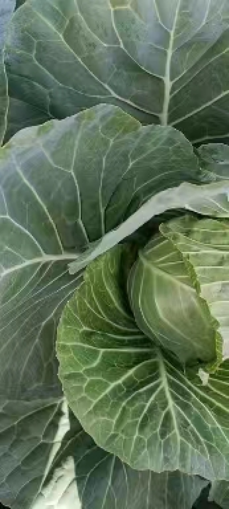 包菜甘蓝扁包江苏产区货源充足专业代办供货无忧欢迎联系