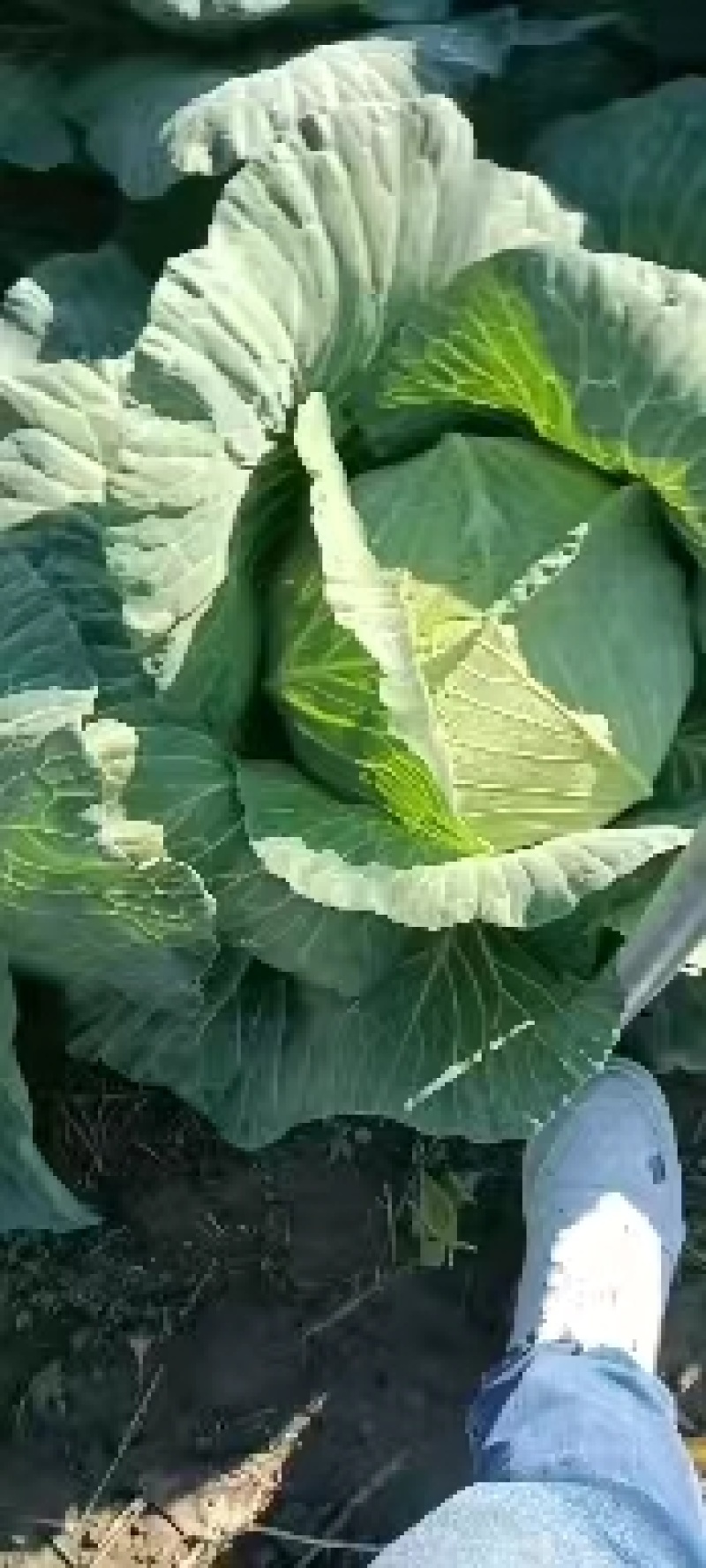包菜甘蓝扁包江苏产区货源充足专业代办供货无忧欢迎联系