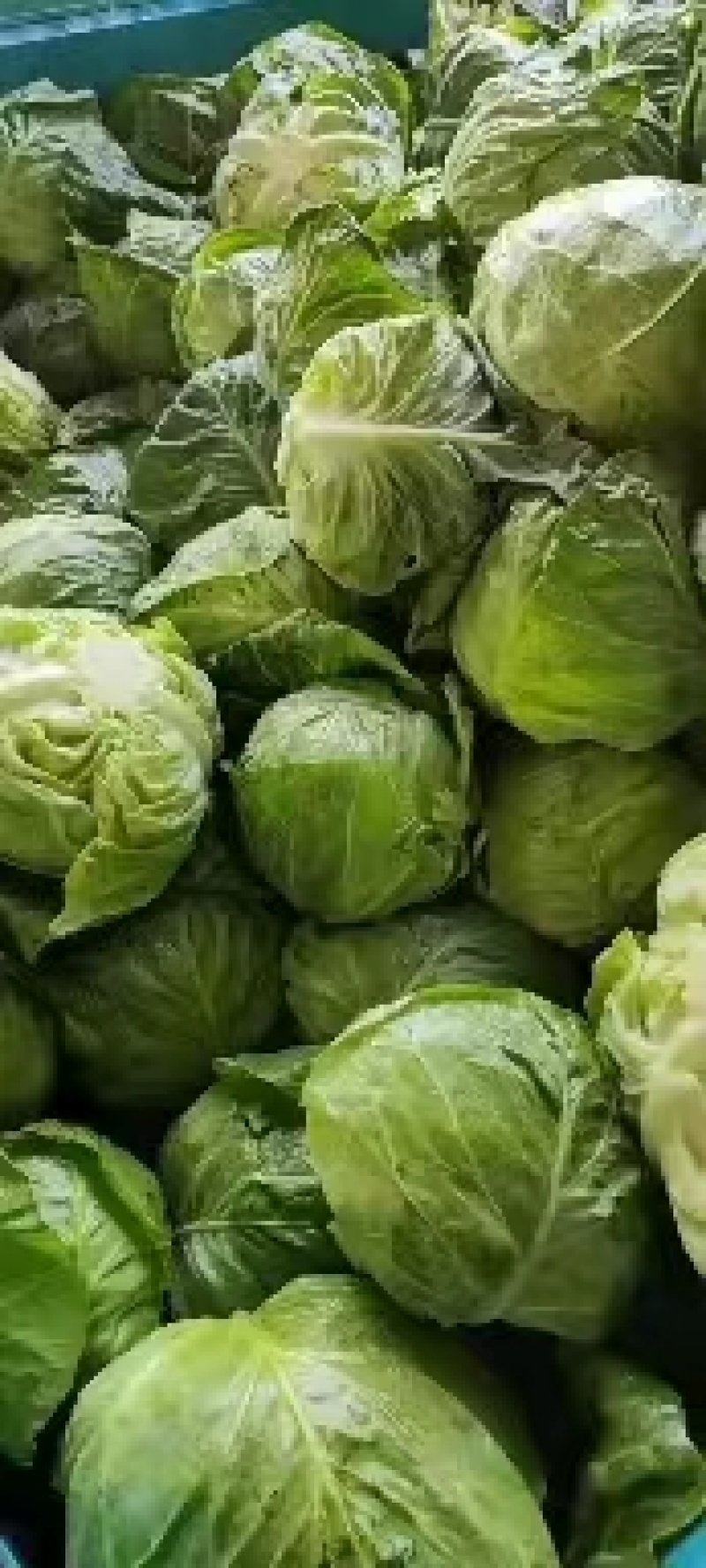 包菜甘蓝扁包江苏产区货源充足专业代办供货无忧欢迎联系