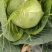 包菜甘蓝扁包江苏产区货源充足专业代办供货无忧欢迎联系