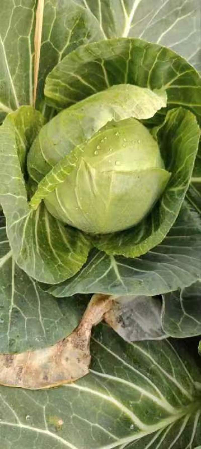 包菜甘蓝扁包江苏产区货源充足专业代办供货无忧欢迎联系