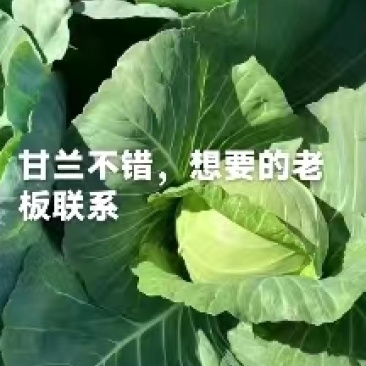 包菜甘蓝扁包江苏产区货源充足专业代办供货无忧欢迎联系