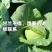 包菜甘蓝扁包江苏产区货源充足专业代办供货无忧欢迎联系