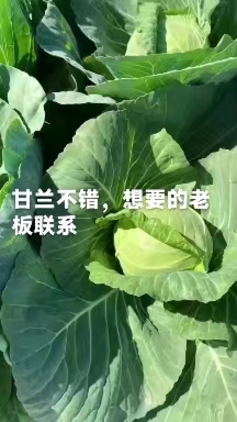 包菜甘蓝扁包江苏产区货源充足专业代办供货无忧欢迎联系