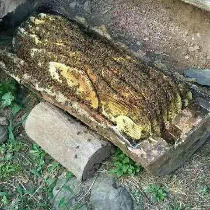 深山土蜂蜜