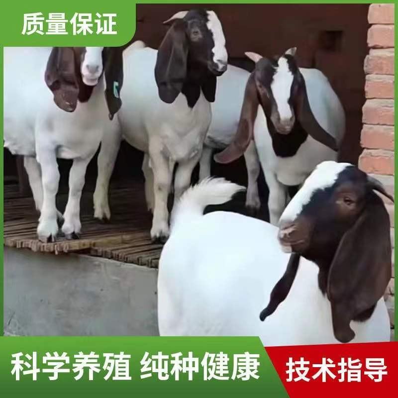 纯种波尔山羊小羊羊羔怀孕母羊种公羊活体羊崽种羊小活羊养殖
