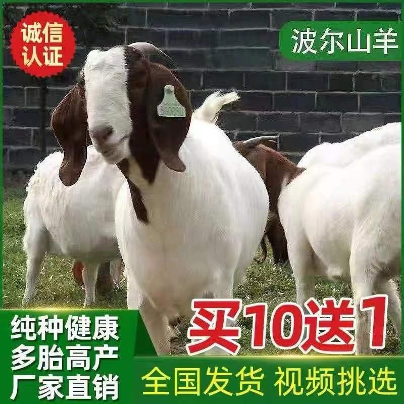 纯种波尔山羊小羊羊羔怀孕母羊种公羊活体羊崽种羊小活羊养殖