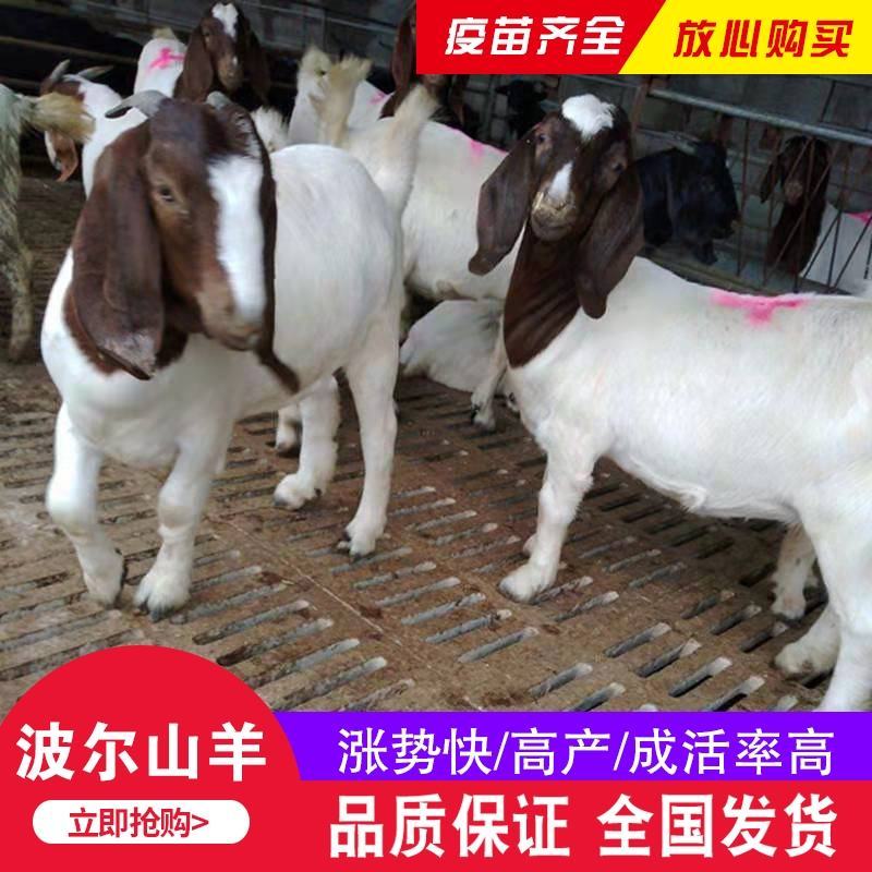 纯种波尔山羊小羊羊羔怀孕母羊种公羊活体羊崽种羊小活羊养殖