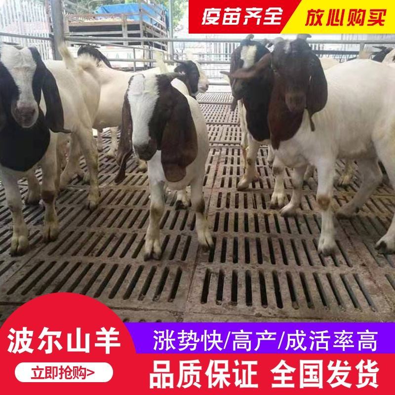 纯种波尔山羊小羊羊羔怀孕母羊种公羊活体羊崽种羊小活羊养殖