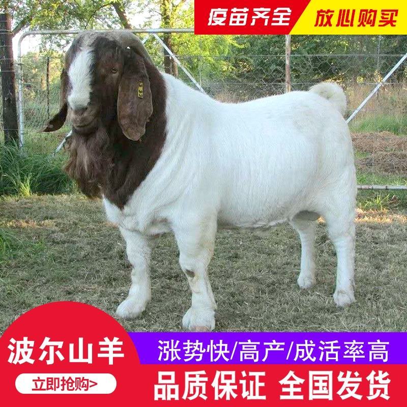 纯种波尔山羊小羊羊羔怀孕母羊种公羊活体羊崽种羊小活羊养殖