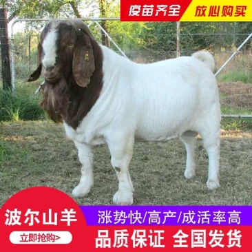 纯种波尔山羊小羊羊羔怀孕母羊种公羊活体羊崽种羊小活羊养殖
