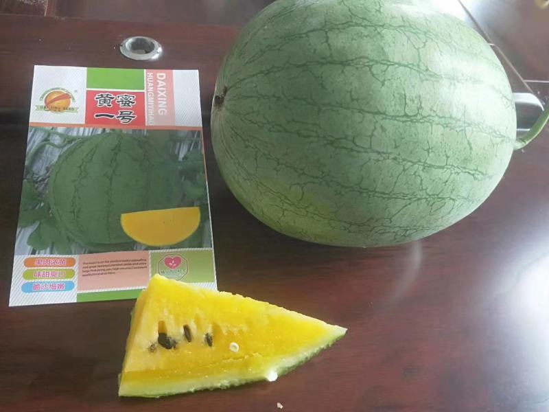 金黄蜜小果型礼品西瓜种子皮薄单株座果3个囗感口好果肉黄