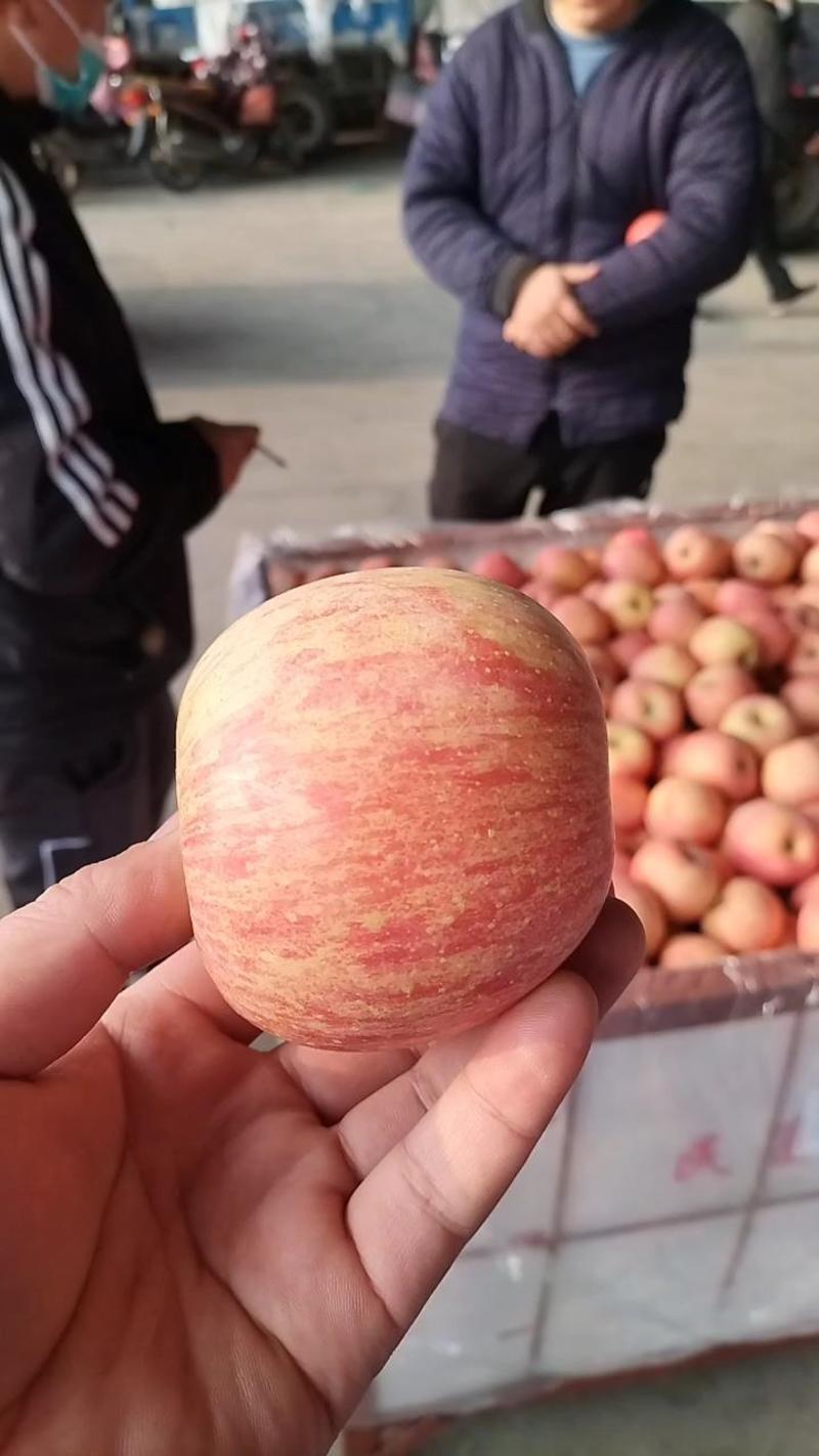 红富士苹果，条纹片红都有，产地一手货源，口感脆甜大量现货