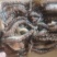 鱿鱼鱿鱼爪鱿鱼须1斤*6板重6斤今年新货
