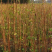 银杏树苗