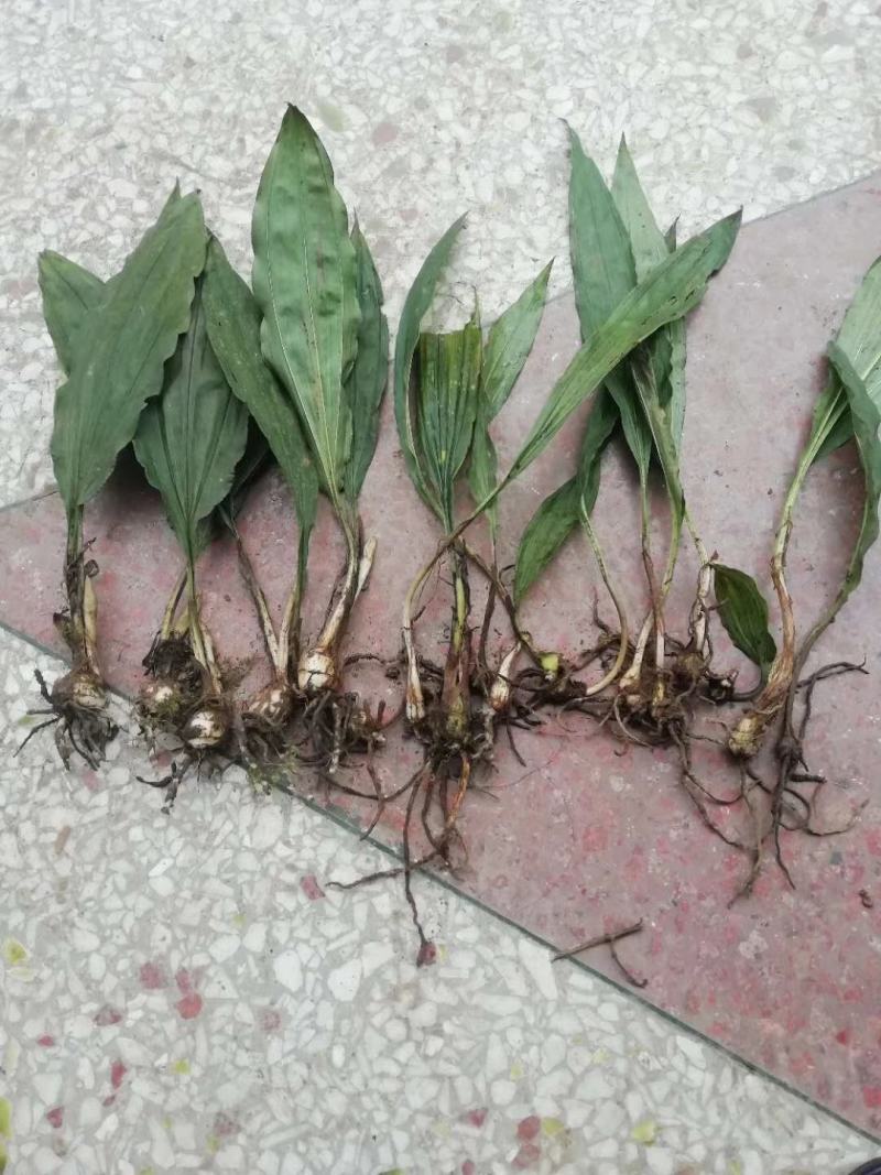毛慈菇种苗人工种植，野生也有货，茎块大小决定价格，量大