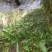 毛慈菇种苗人工种植，野生也有货，茎块大小决定价格，量大