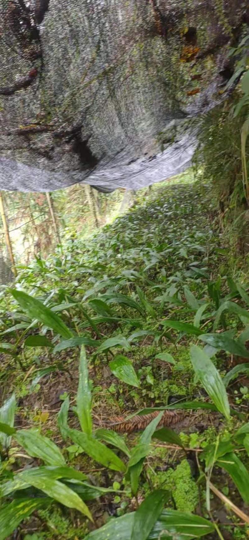 毛慈菇种苗人工种植，野生也有货，茎块大小决定价格，量大