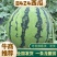 徐州睢宁麒麟美都西瓜可对接商超视频看货一手货源量大从优