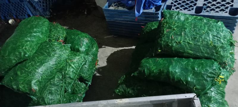 电商货圆椒菜椒甜椒级次椒大量出货价格优惠市场商超电商