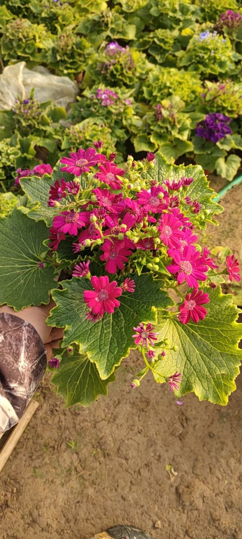 瓜叶菊瓜叶菊批发瓜叶菊价格基地直销大量有货