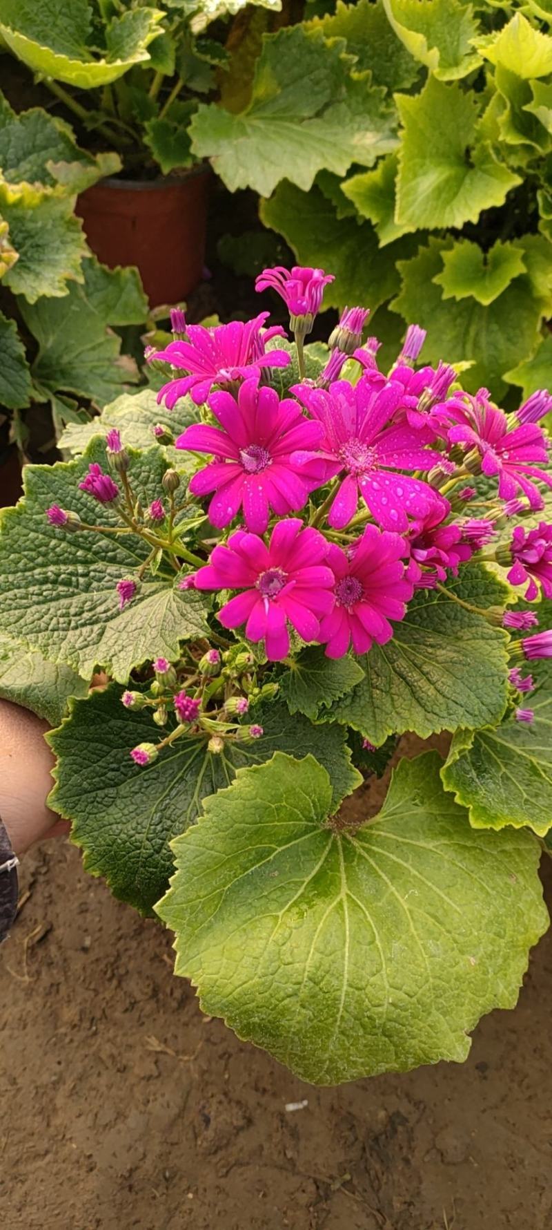 瓜叶菊瓜叶菊批发瓜叶菊价格基地直销大量有货