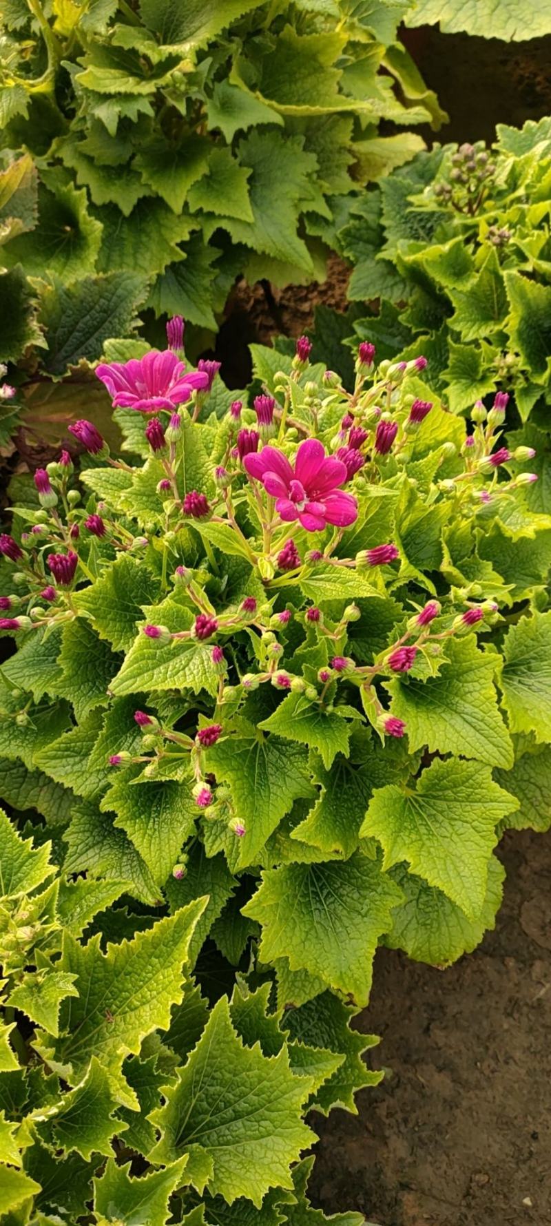 瓜叶菊瓜叶菊批发瓜叶菊价格基地直销大量有货
