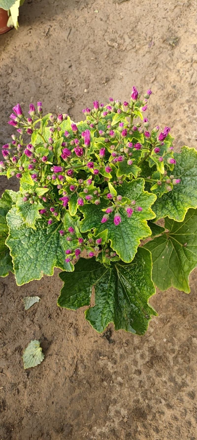 瓜叶菊瓜叶菊批发瓜叶菊价格基地直销大量有货