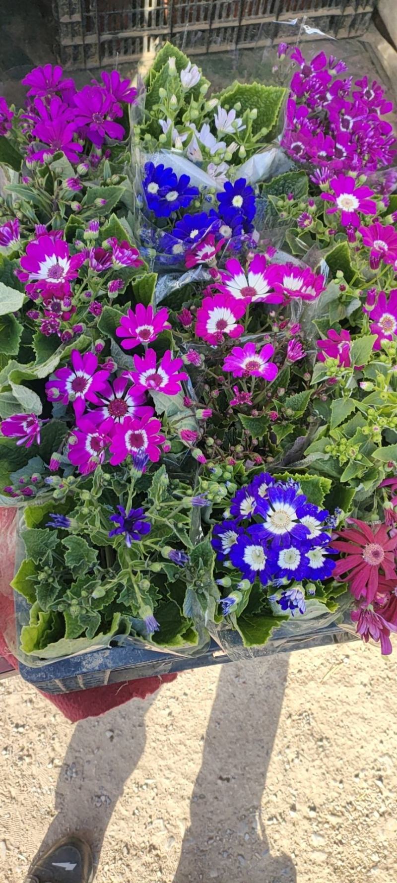 瓜叶菊瓜叶菊批发瓜叶菊价格基地直销大量有货